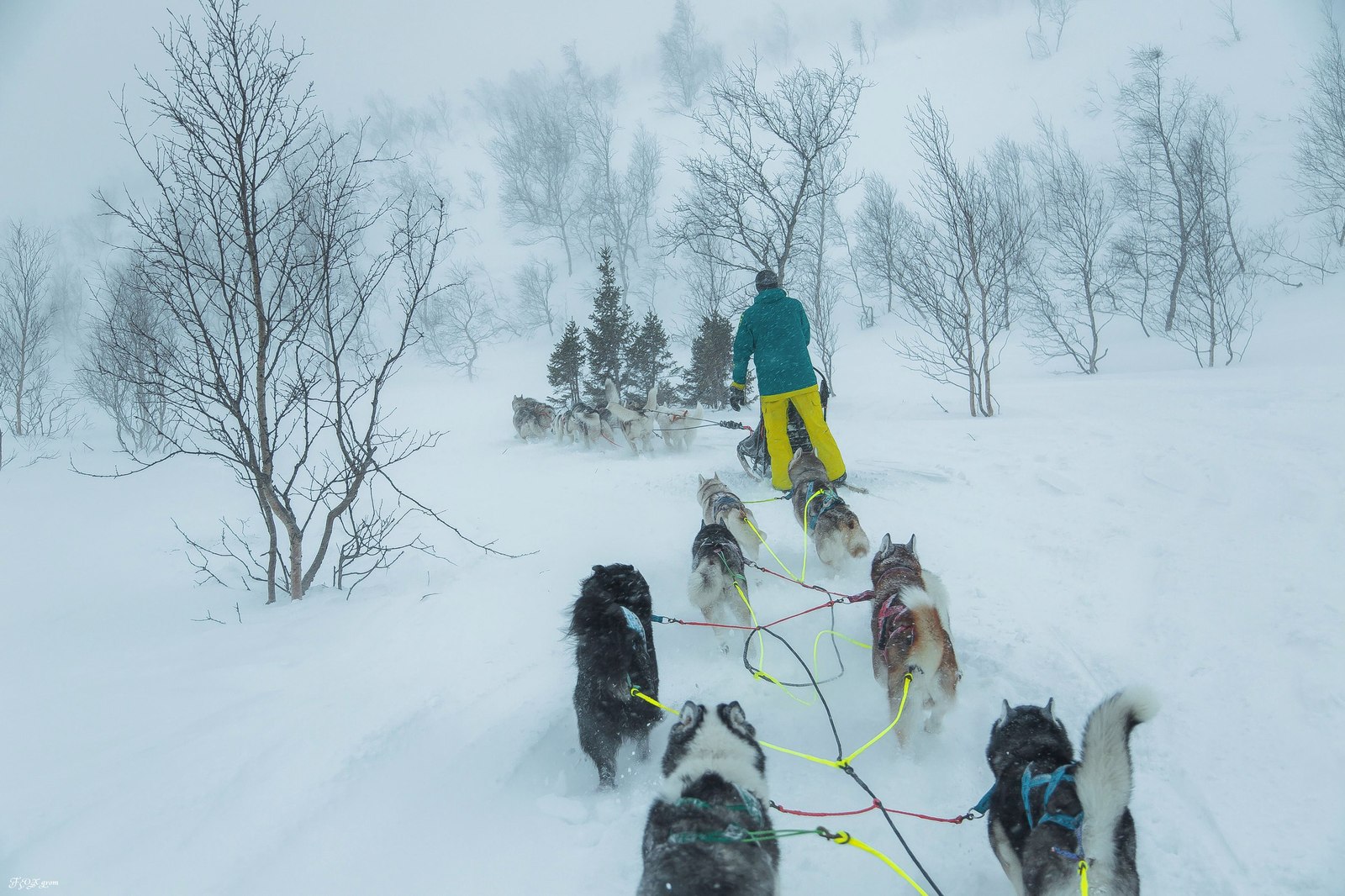 Running through a snowstorm - Photo, Dog, Husky, Winter, Snow, Blizzard, Longpost