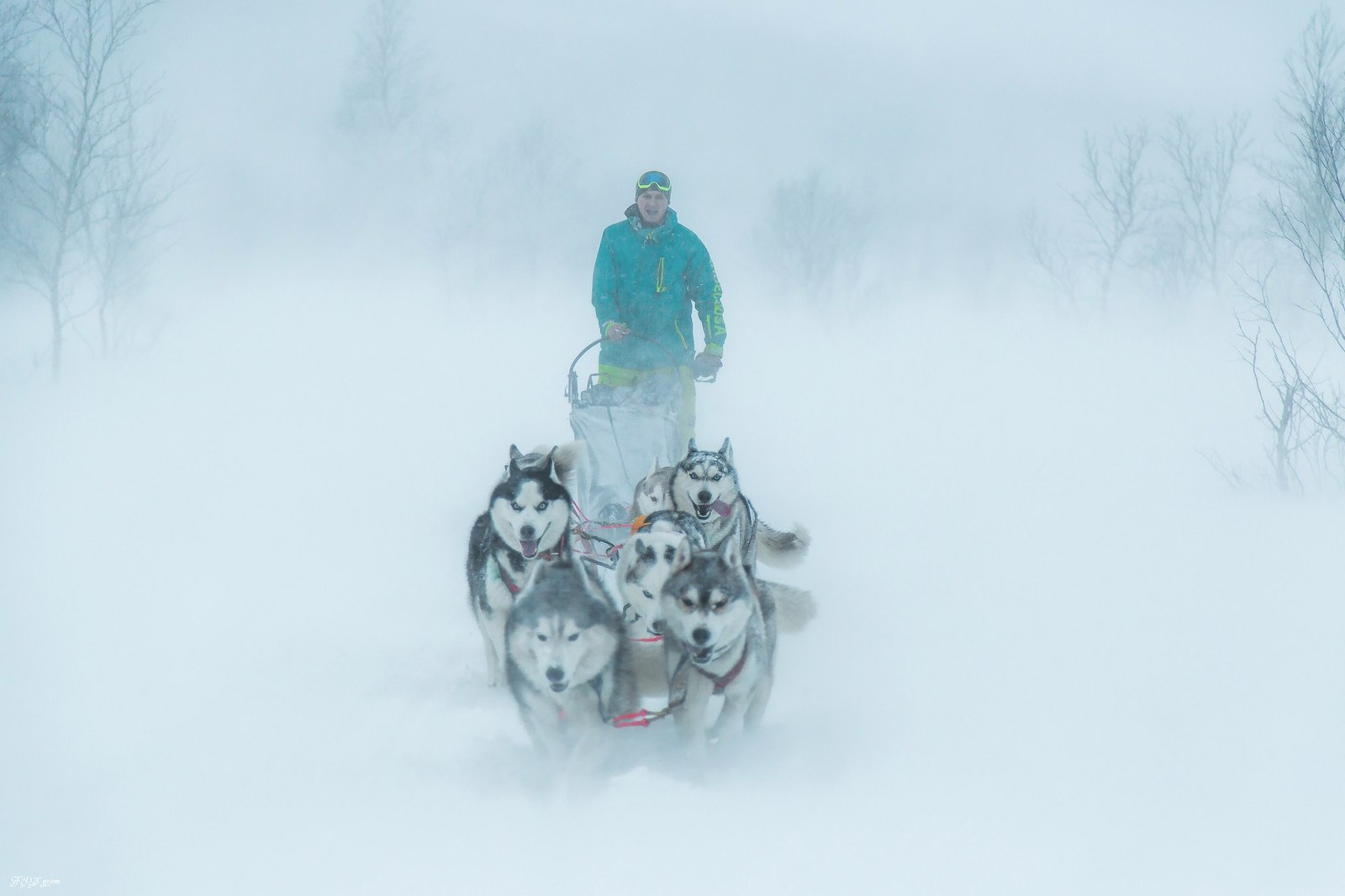 Running through a snowstorm - Photo, Dog, Husky, Winter, Snow, Blizzard, Longpost