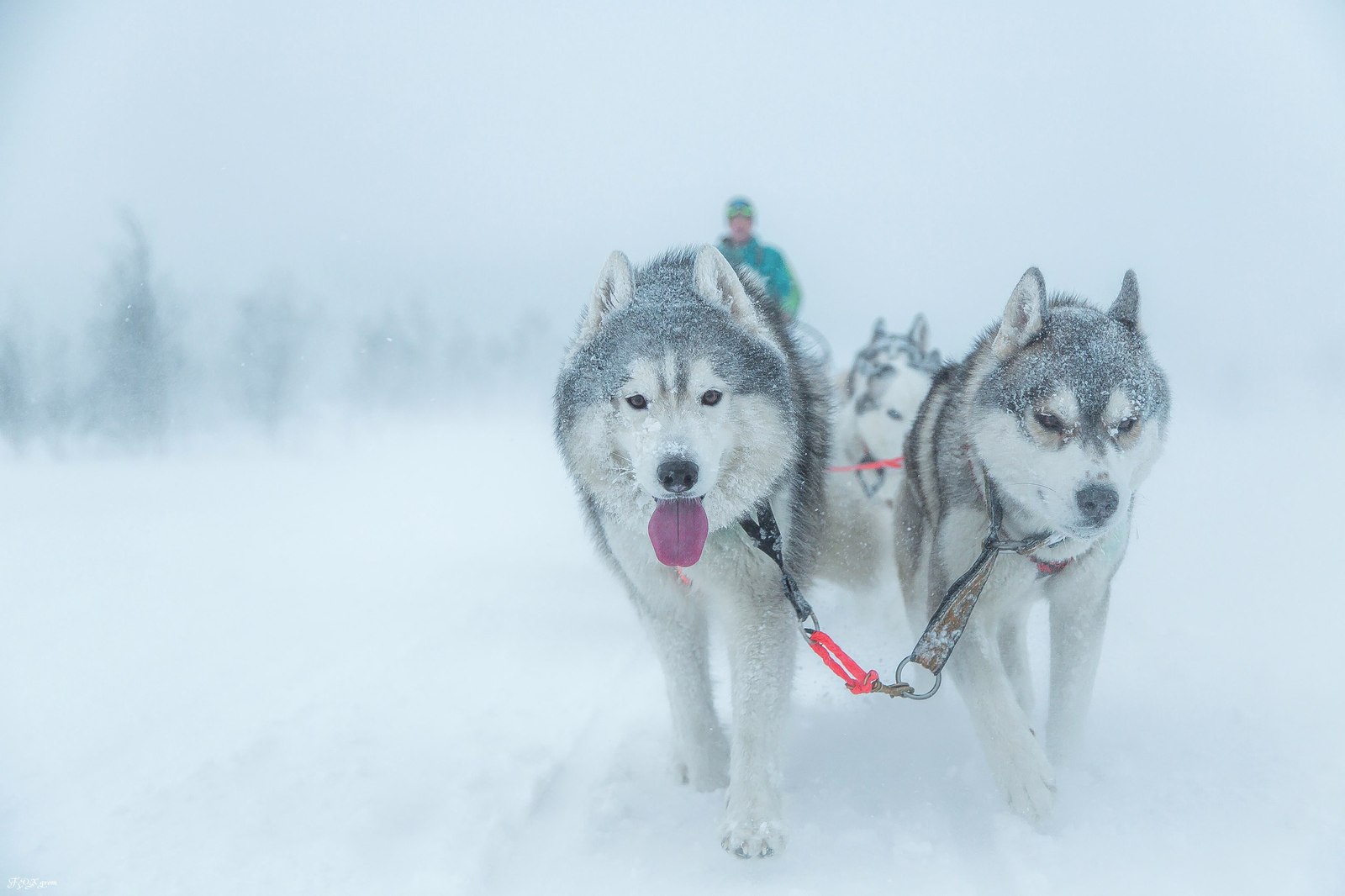 Running through a snowstorm - Photo, Dog, Husky, Winter, Snow, Blizzard, Longpost