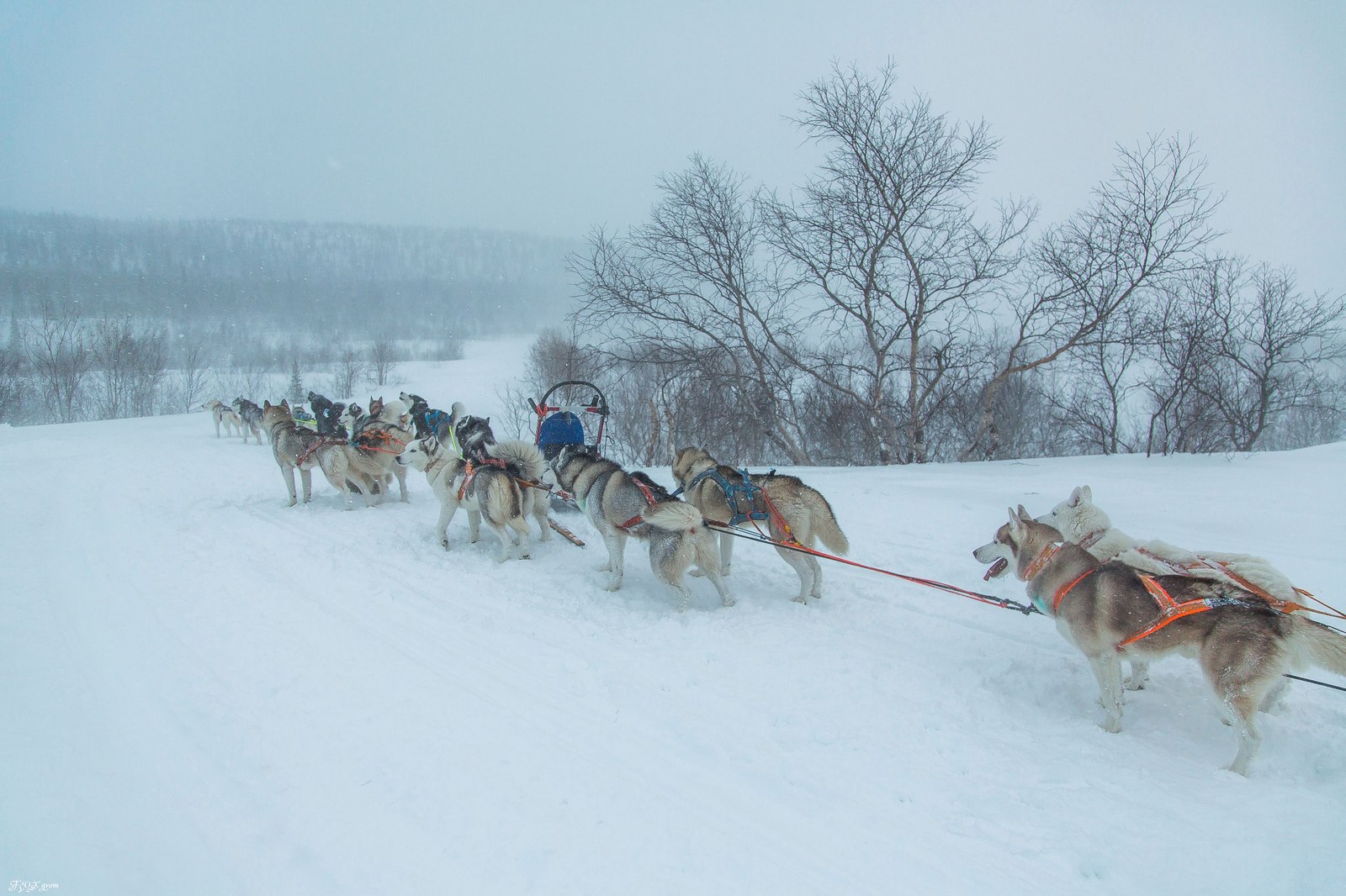 Running through a snowstorm - Photo, Dog, Husky, Winter, Snow, Blizzard, Longpost