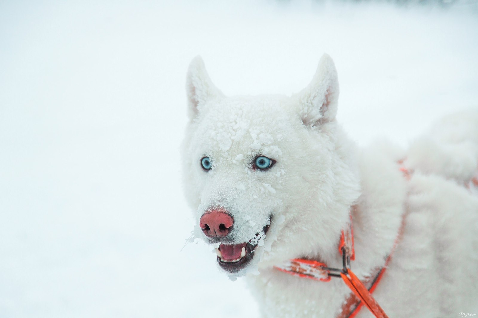 Running through a snowstorm - Photo, Dog, Husky, Winter, Snow, Blizzard, Longpost