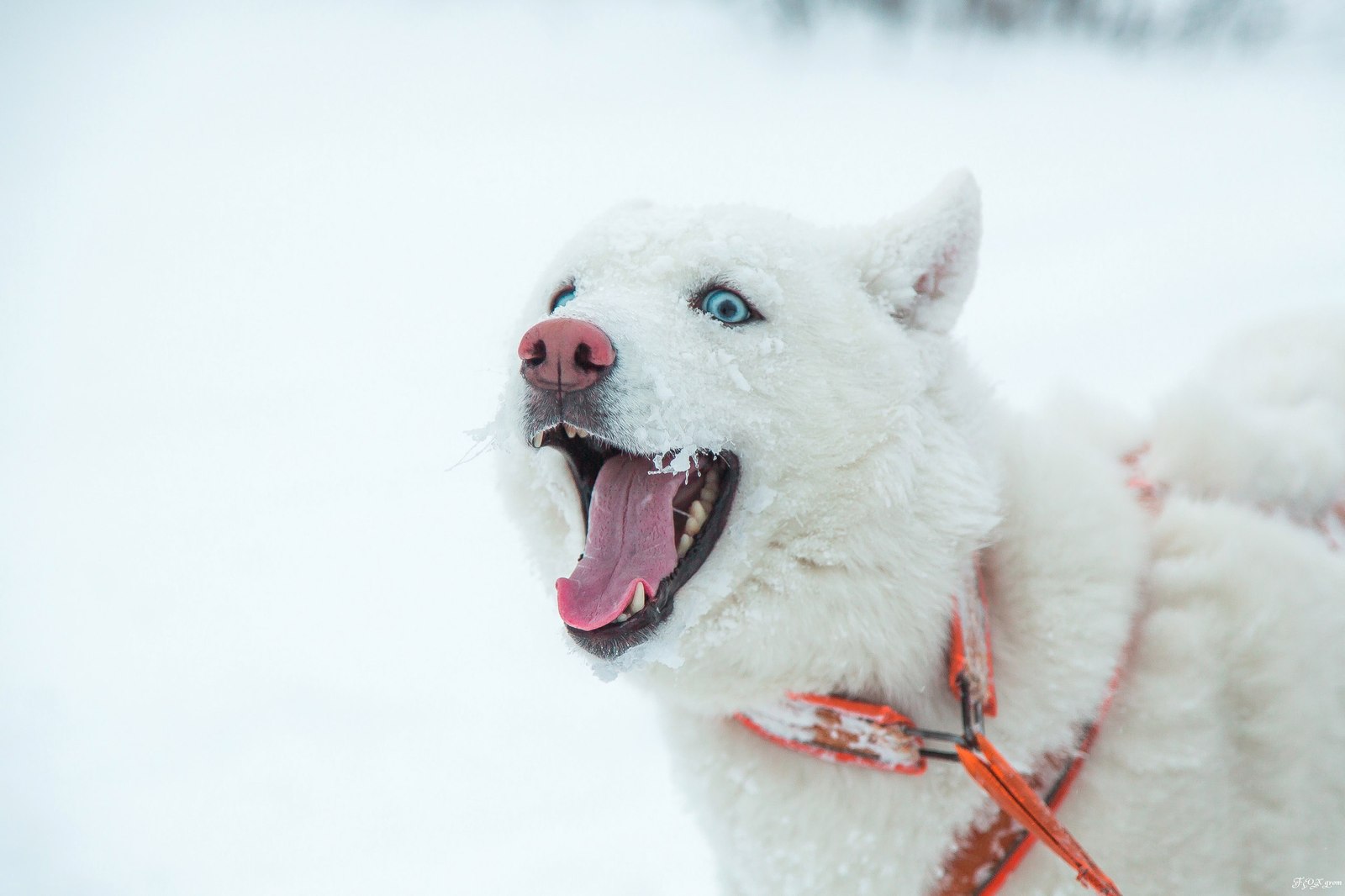 Running through a snowstorm - Photo, Dog, Husky, Winter, Snow, Blizzard, Longpost