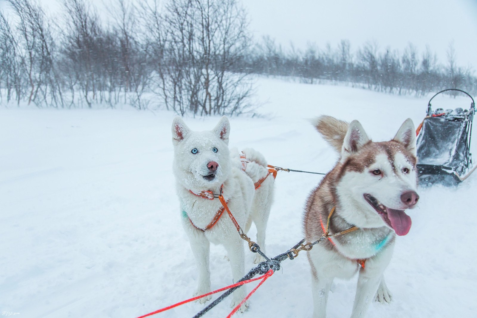 Running through a snowstorm - Photo, Dog, Husky, Winter, Snow, Blizzard, Longpost