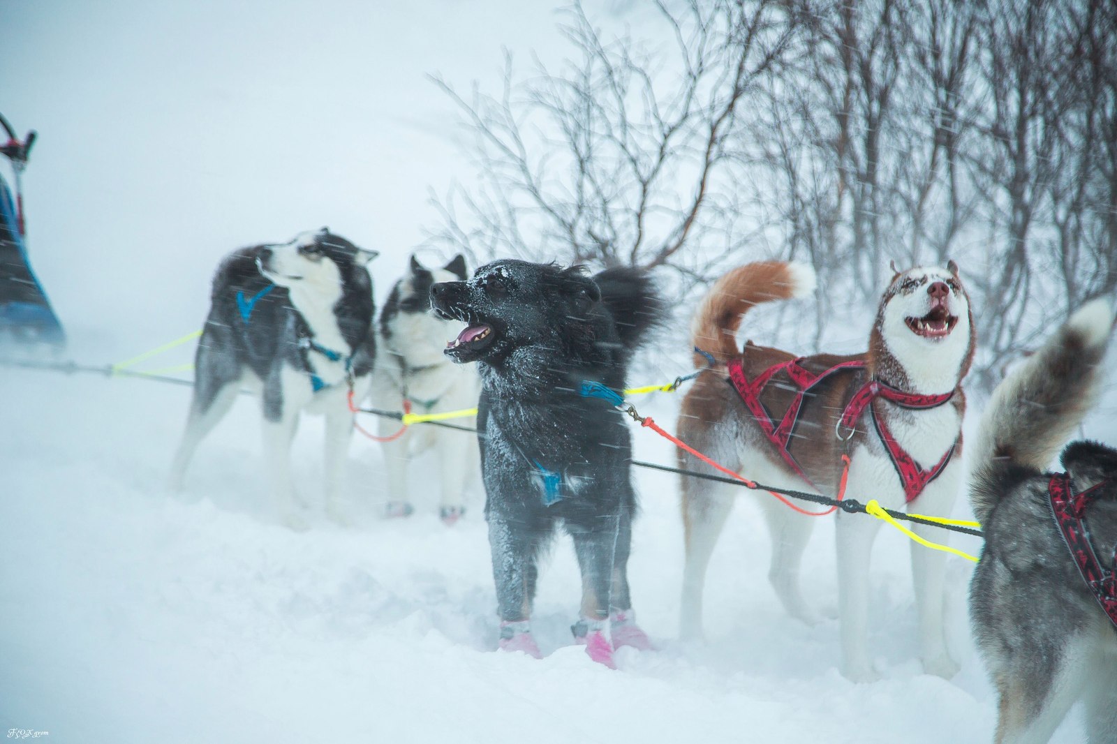 Running through a snowstorm - Photo, Dog, Husky, Winter, Snow, Blizzard, Longpost