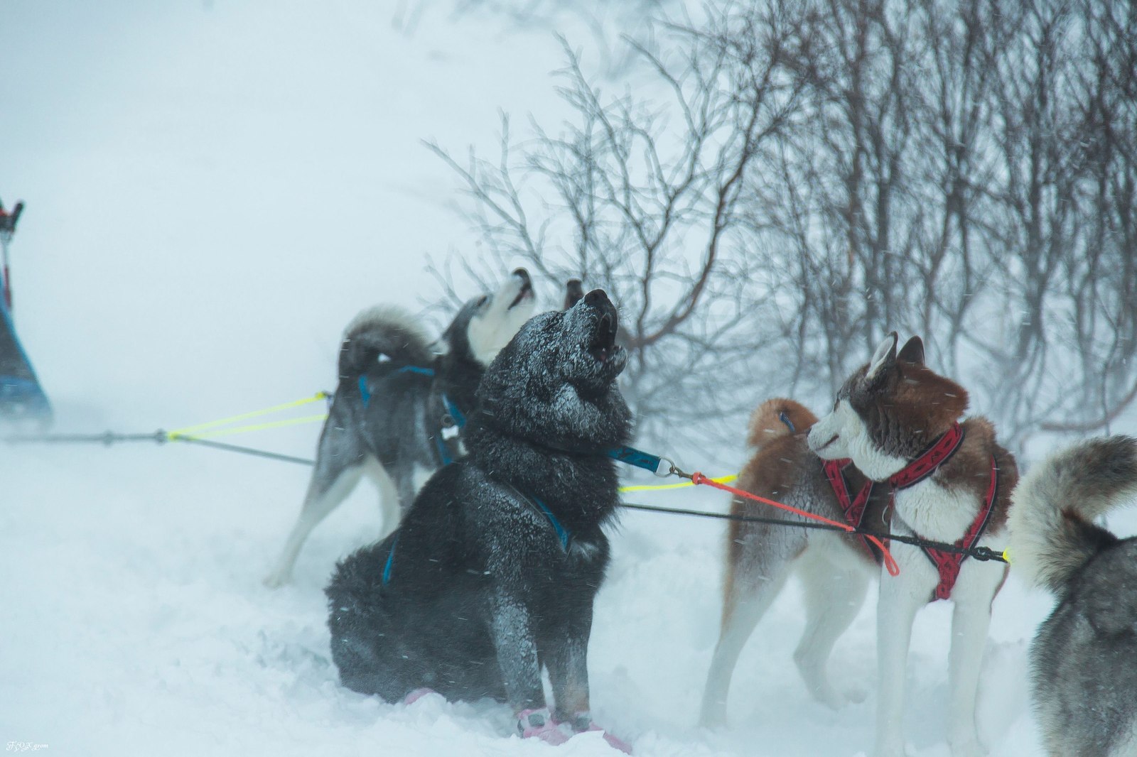 Running through a snowstorm - Photo, Dog, Husky, Winter, Snow, Blizzard, Longpost