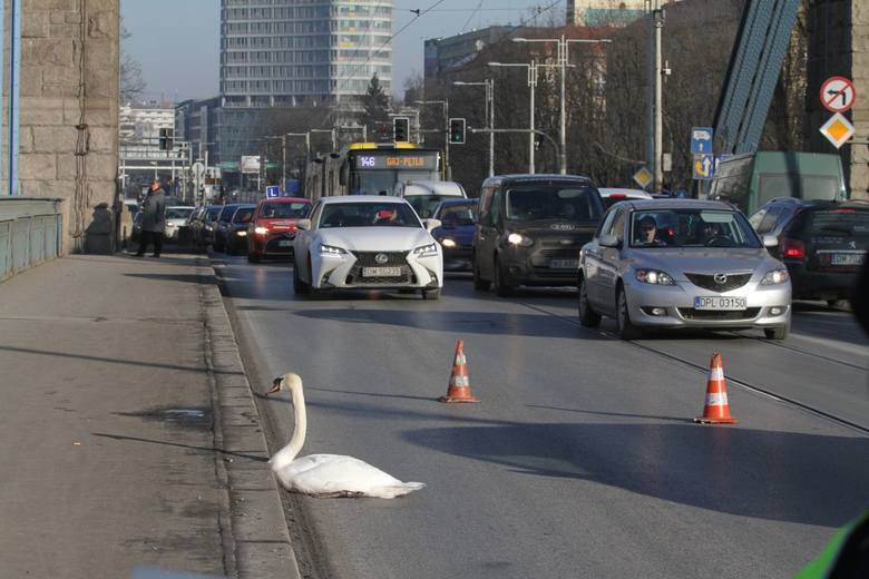 The swan blocked traffic on the bridge. - My, news, Poland, Swans, Traffic jams, Animals, Marasmus, Longpost