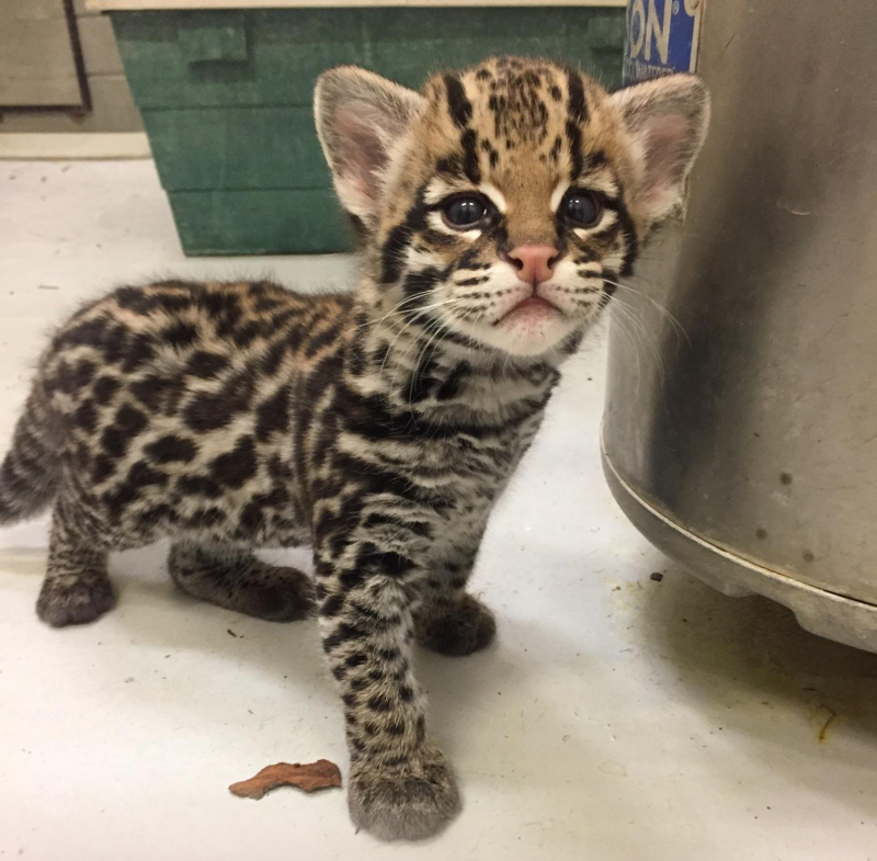 Ocelot kitten at the Buffalo Zoo (USA) - Ocelot, cat, Longpost