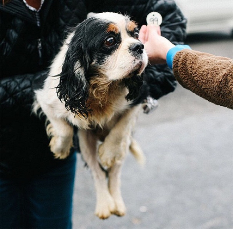 Rescue history of over 100 dogs - Animals, Dog, Dogs and people, The rescue, Nonhumans, Bastards, Longpost