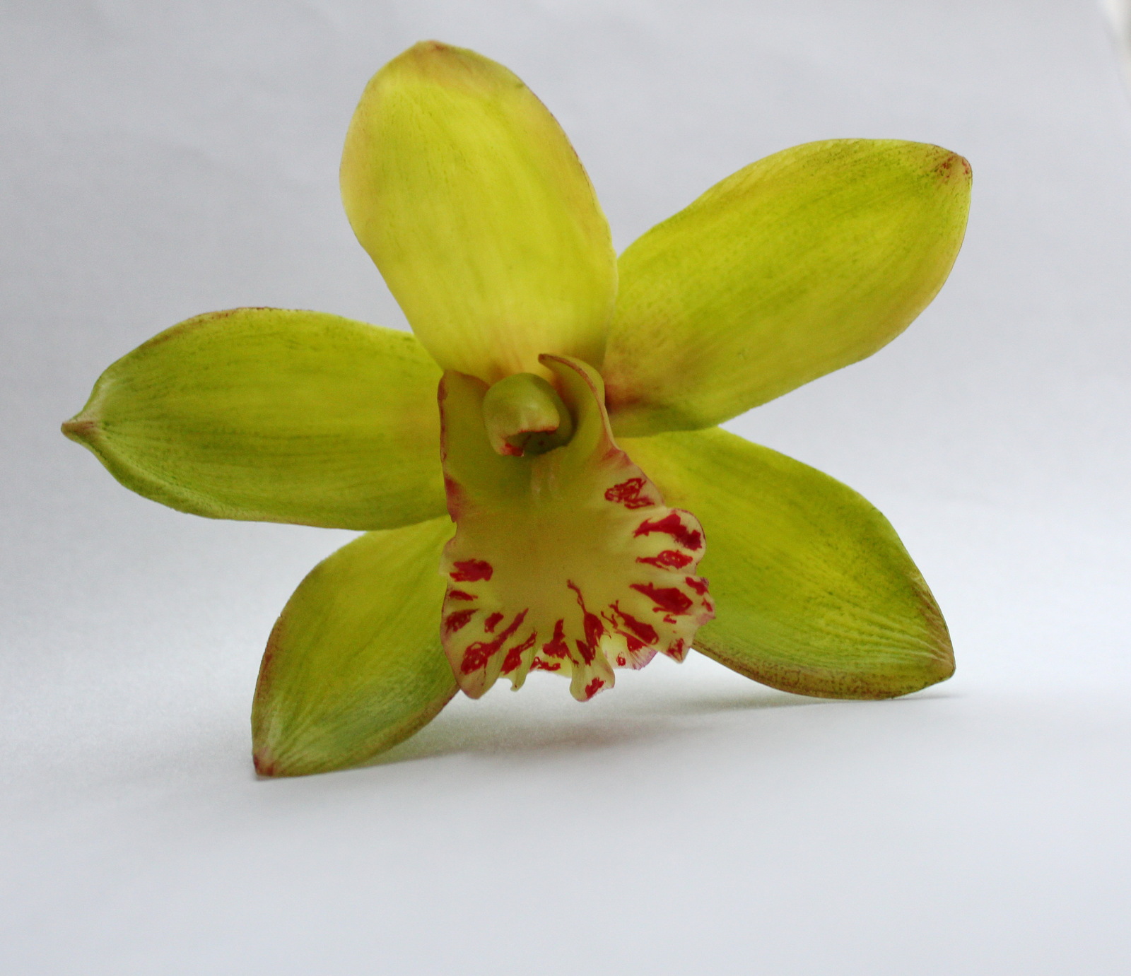 Polymer clay cymbidium orchid - My, Cymbidium, Orchids, Лепка, Polymer clay