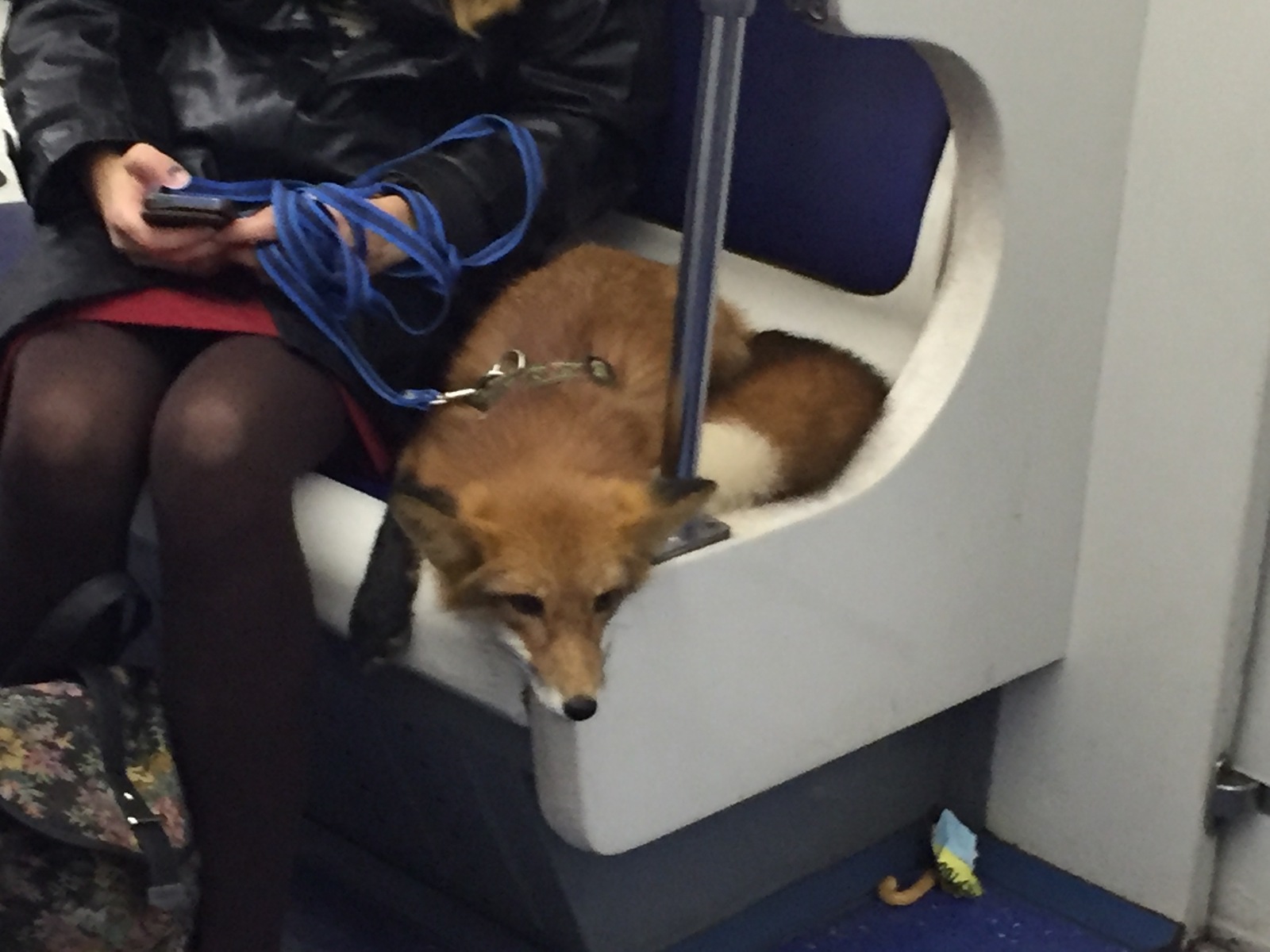 Fox in the subway - My, Fox, Metro, Domestic fox, Saint Petersburg