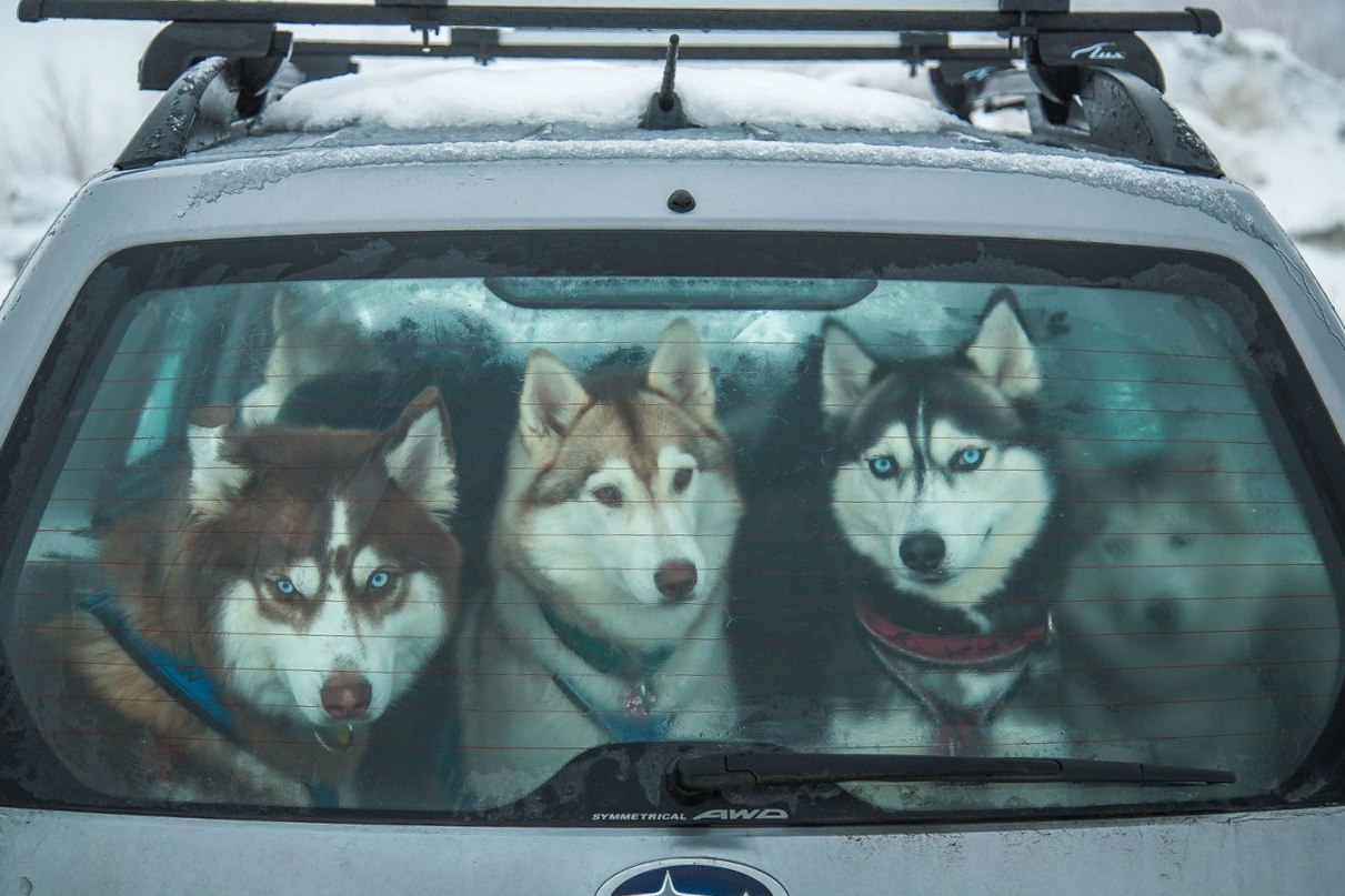 Looking forward to the run - Photo, Husky, Dog, Auto, Rear window, Winter, The race