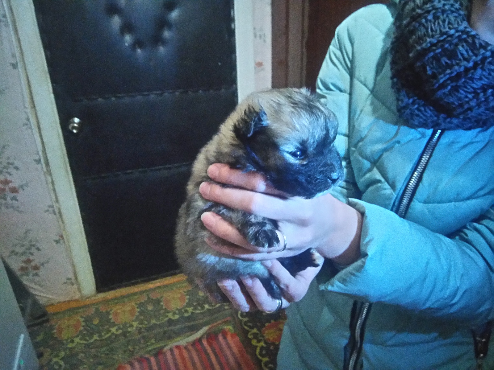 In Good Hands! Voronezh. - My, Puppies, In good hands, Voronezh, Is free, Longpost, Dog, Help