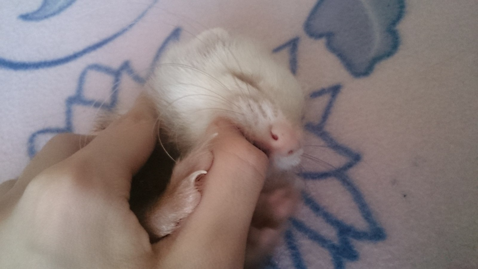 Little villain. - My, Ferret, Nyasha, 