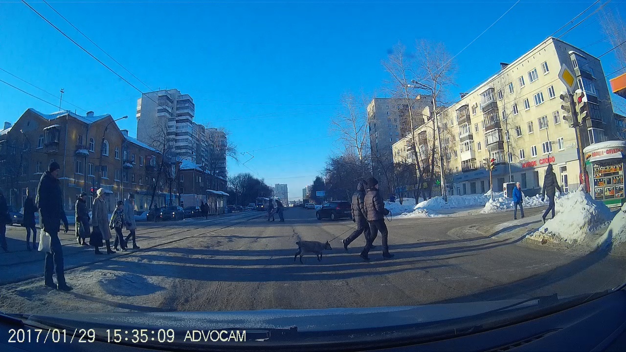 Nothing out of the ordinary, just a goat on a leash... - My, Kid, Leash, Pets, Gimmick, Yekaterinburg