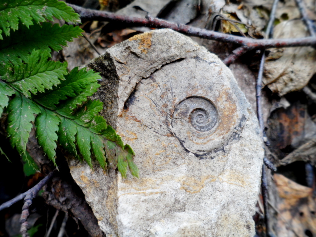 My fossils - My, Ammonite, Paleontology, Longpost