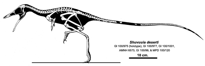 Shuvuuya is an unusually small dinosaur - Longpost, Paleontology, Fossil