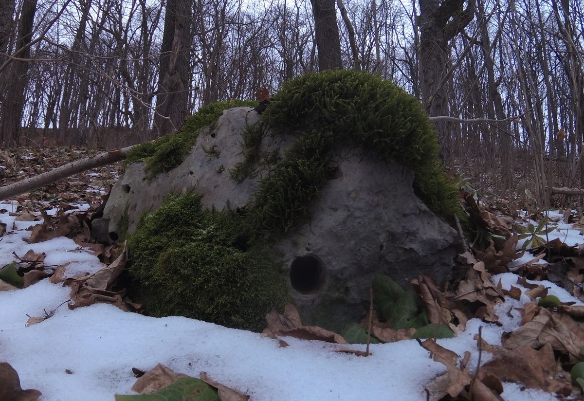 There are situations when you gnaw a hole in a stone .. :) - My, Nora, A rock, Mouse, Photo