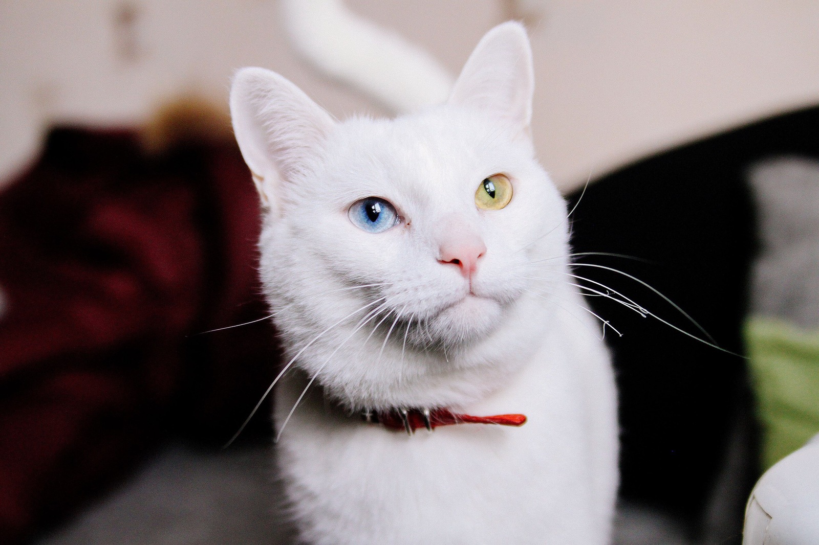 Unplanned photo session - My, cat, Pet, deaf cat, Longpost, Heterochromia, Pets