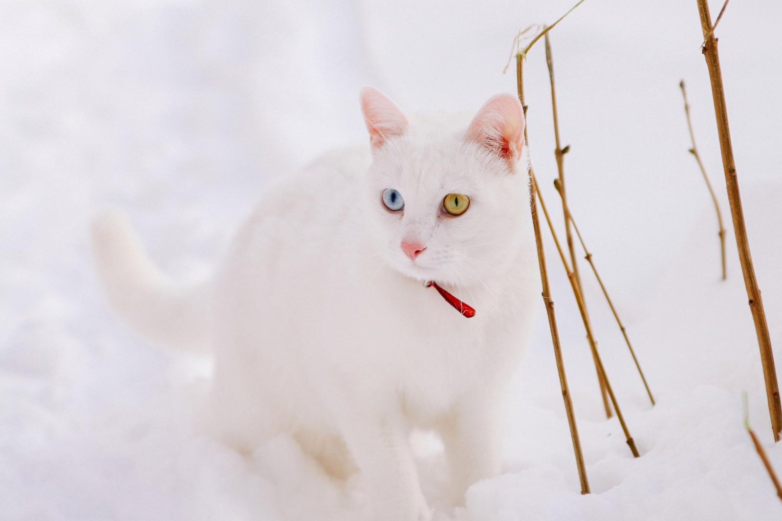 Unplanned photo session - My, cat, Pet, deaf cat, Longpost, Heterochromia, Pets