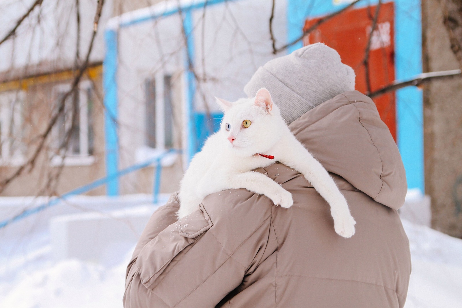 Unplanned photo session - My, cat, Pet, deaf cat, Longpost, Heterochromia, Pets