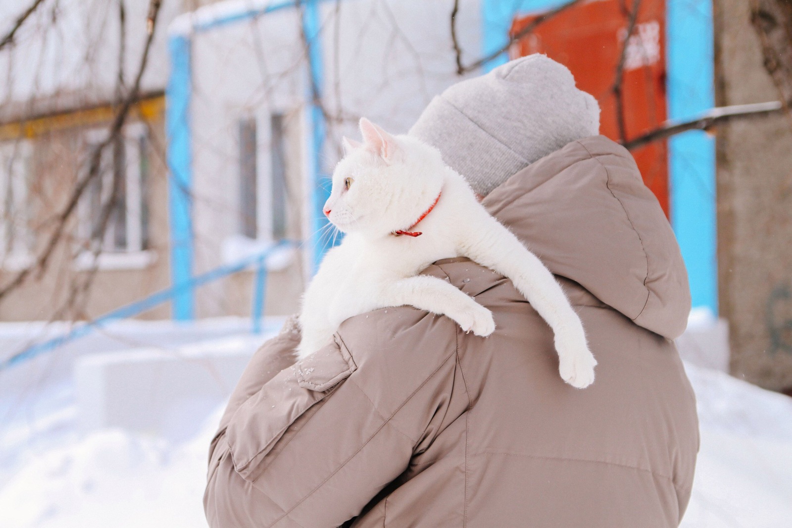 Unplanned photo session - My, cat, Pet, deaf cat, Longpost, Heterochromia, Pets