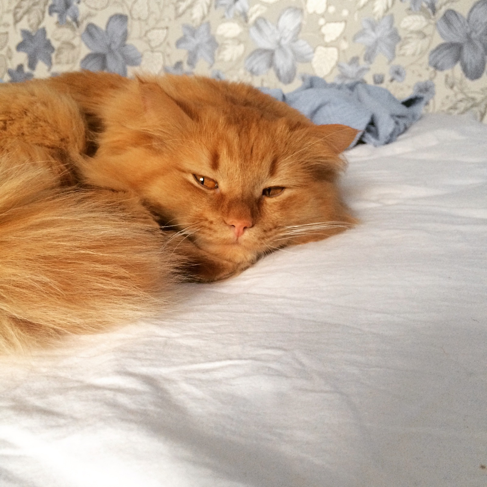 Оранжевый кот | Пикабу
