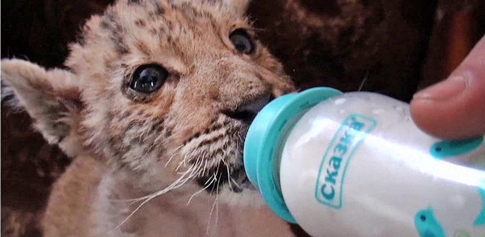 A liger was born in a zoo in the Rostov region - Zoo, Animals