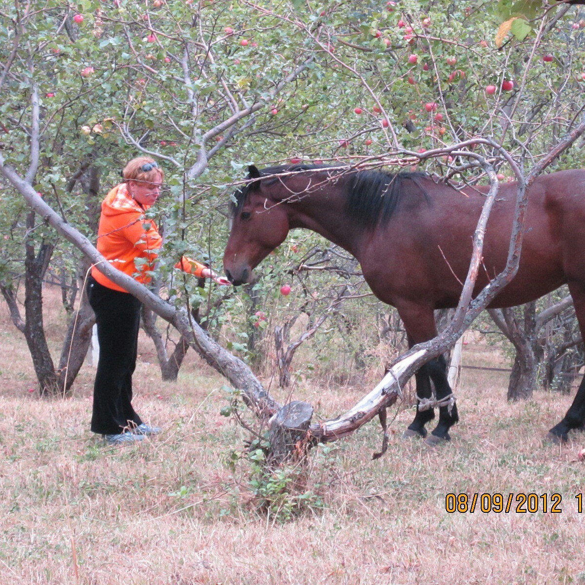 Pretty boy - My, Horses, Photo, Kazakhstan, The mountains, Nature, Longpost