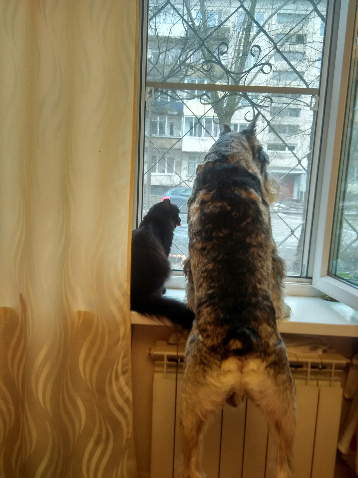 Look Musya, the snow has already melted, spring is coming - My, Dog, cat, Spring