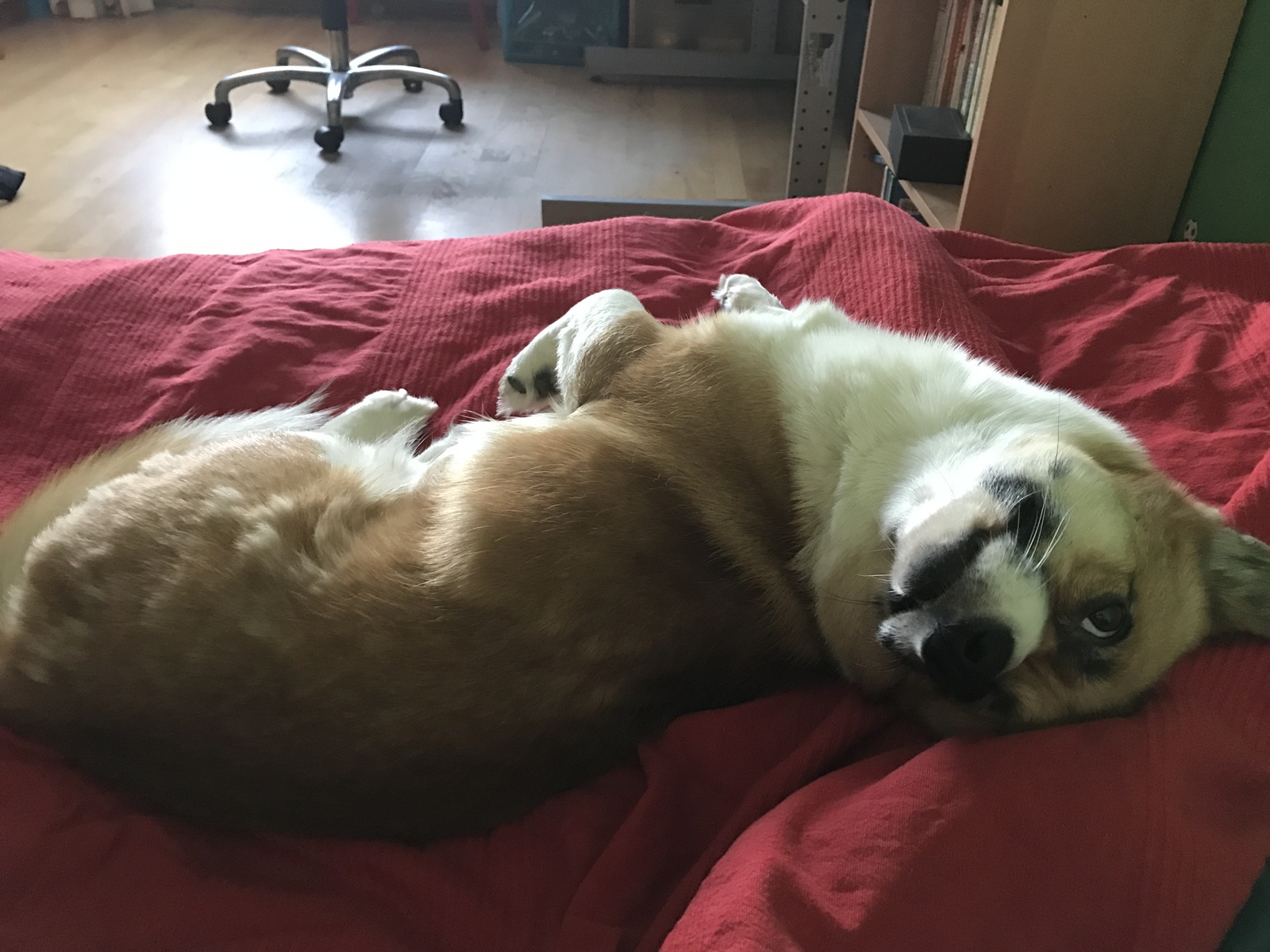 Sometimes I'm not so sure if it's a dog - My, Corgi, Milota