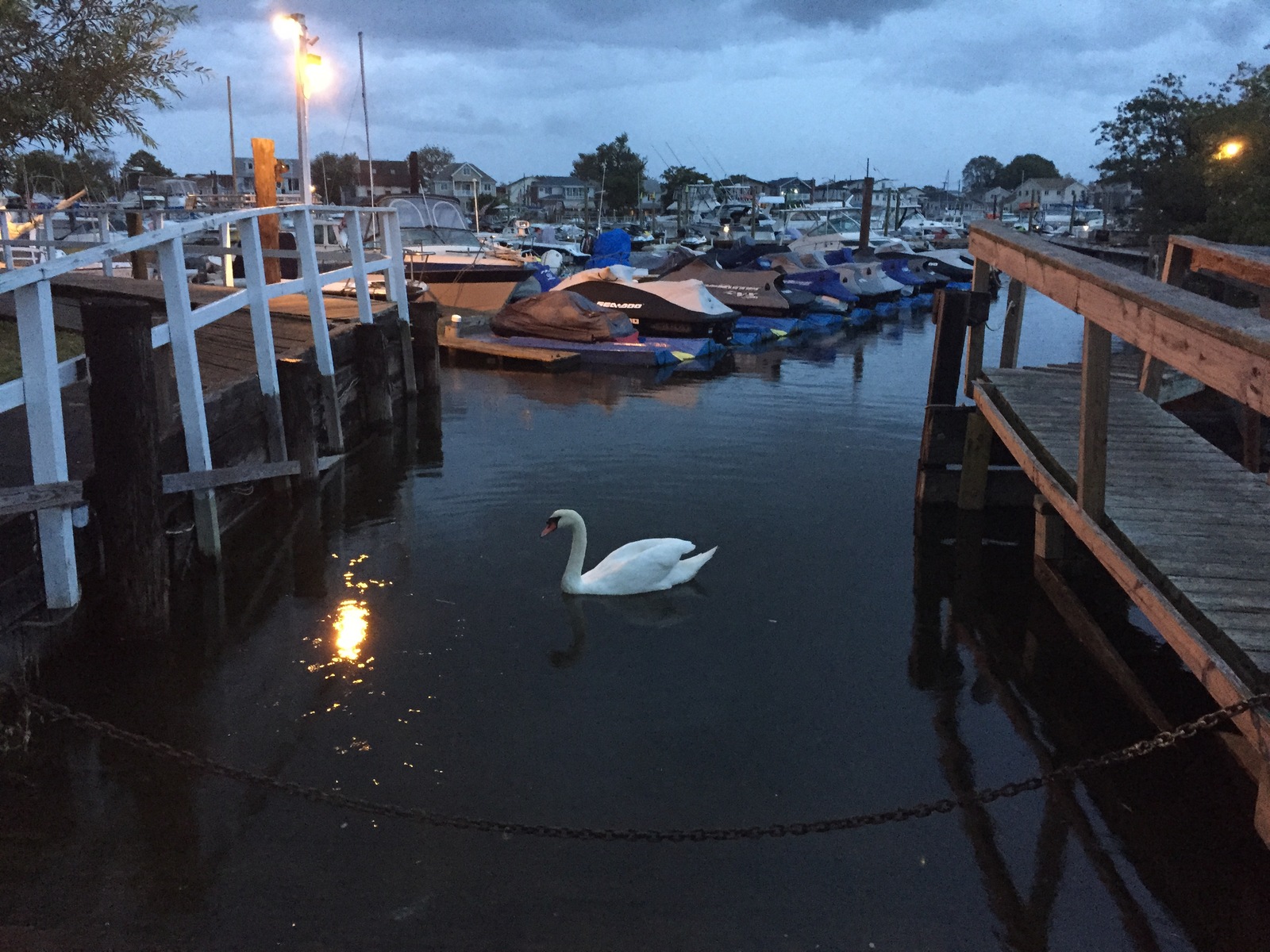 Swan - My, The photo, Animals, Birds, Evening