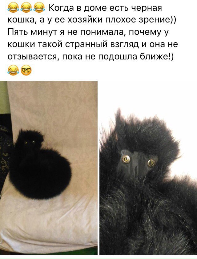 When there is a black cat in the house - cat, It seemed, In contact with