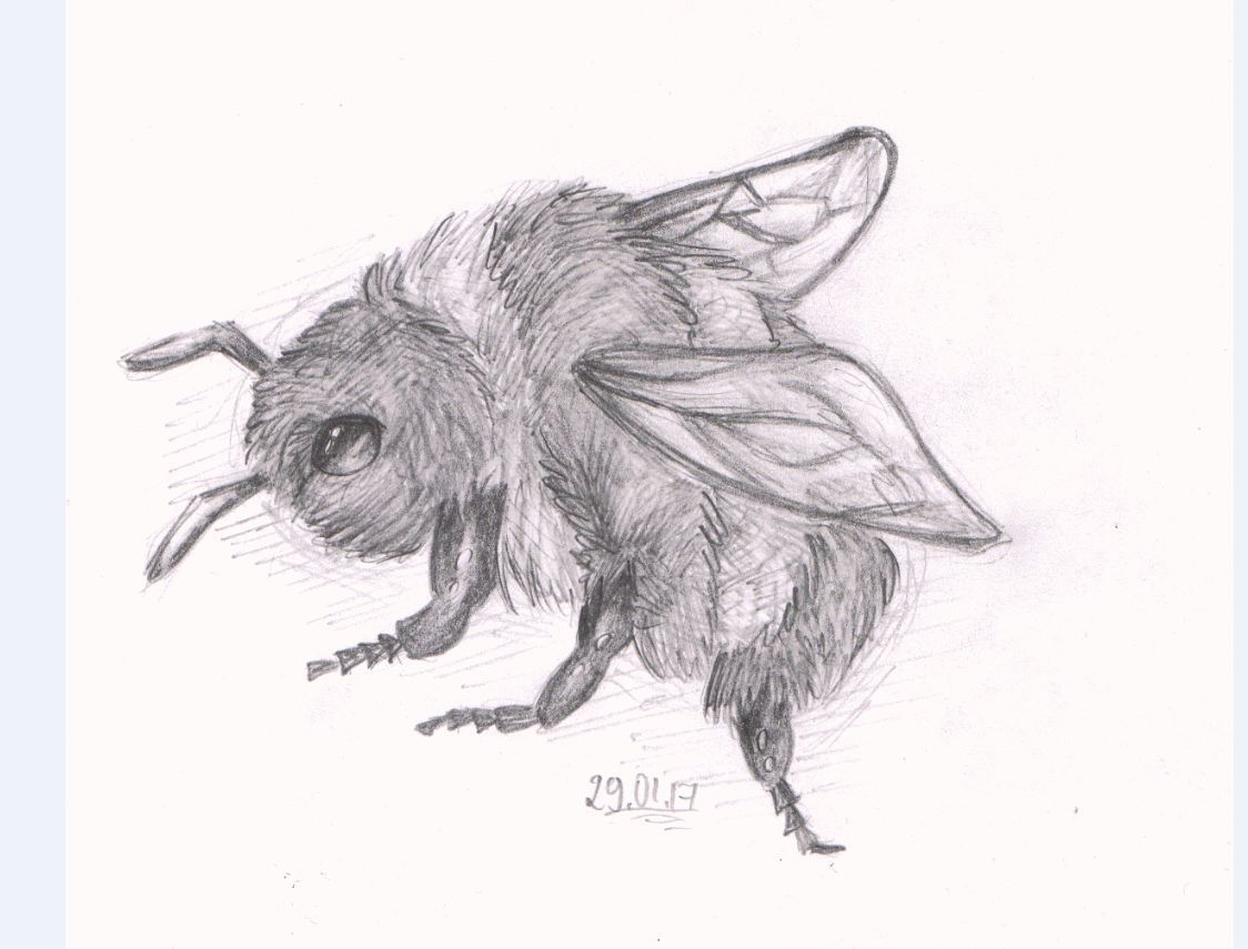 Bumblebee with a simple pencil - My, Bumblebee, Pencil drawing, Junior Academy of Artists