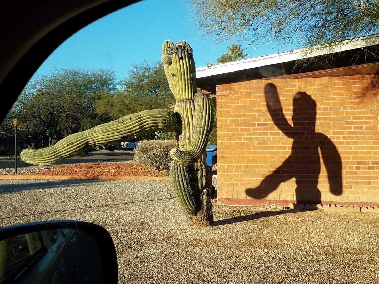 dancing cactus - Cactus, Shadow, Dancing