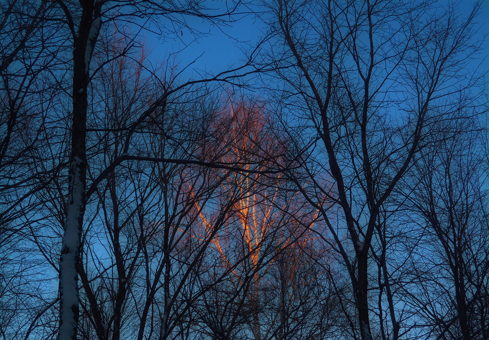 The Last Ray - My, Evening, Forest, Russia, Prokopyevsk, Winter