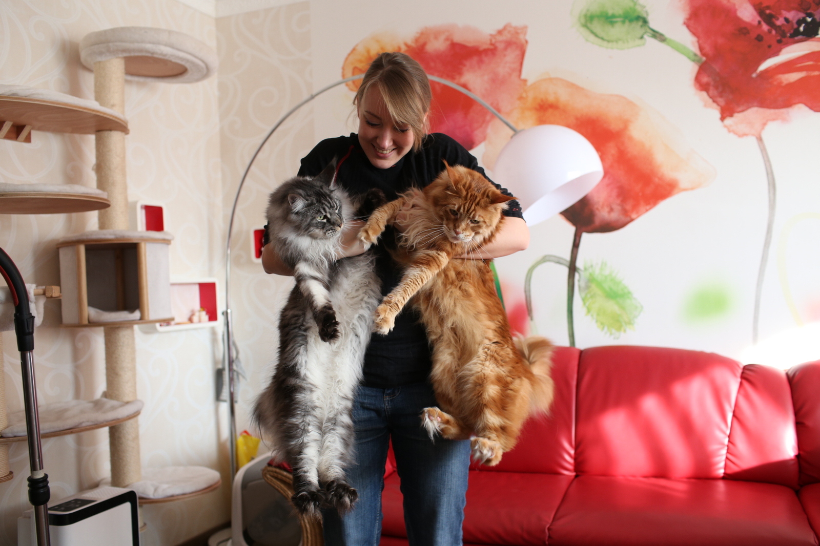 just me with cats - My, Maine Coon, cat, Animals