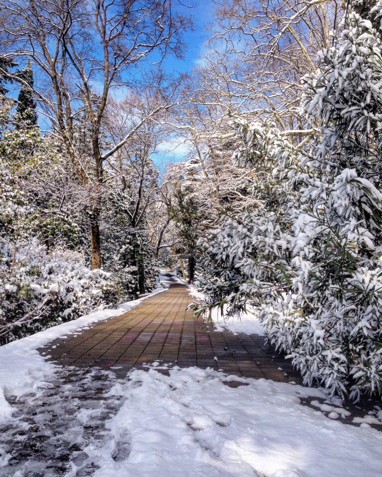 Subtropical winter in Sochi - Typical, Sochi, Longpost, Snow, Humor, Winter, Nature, Sea