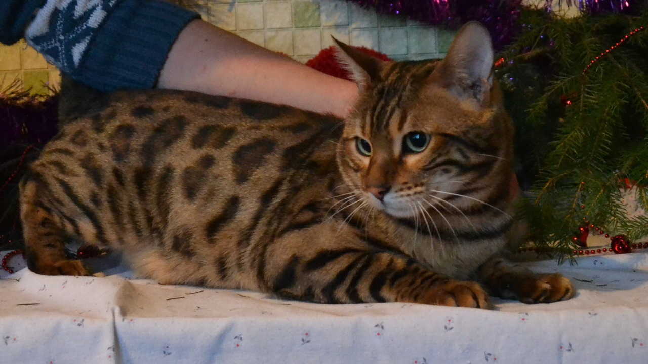 Bengal cat looking for a home! Moscow city - My, cat, In good hands, Good league