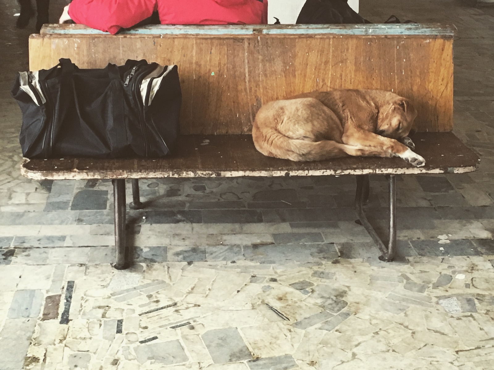 bus station dog - My, Dog, Tambov, 