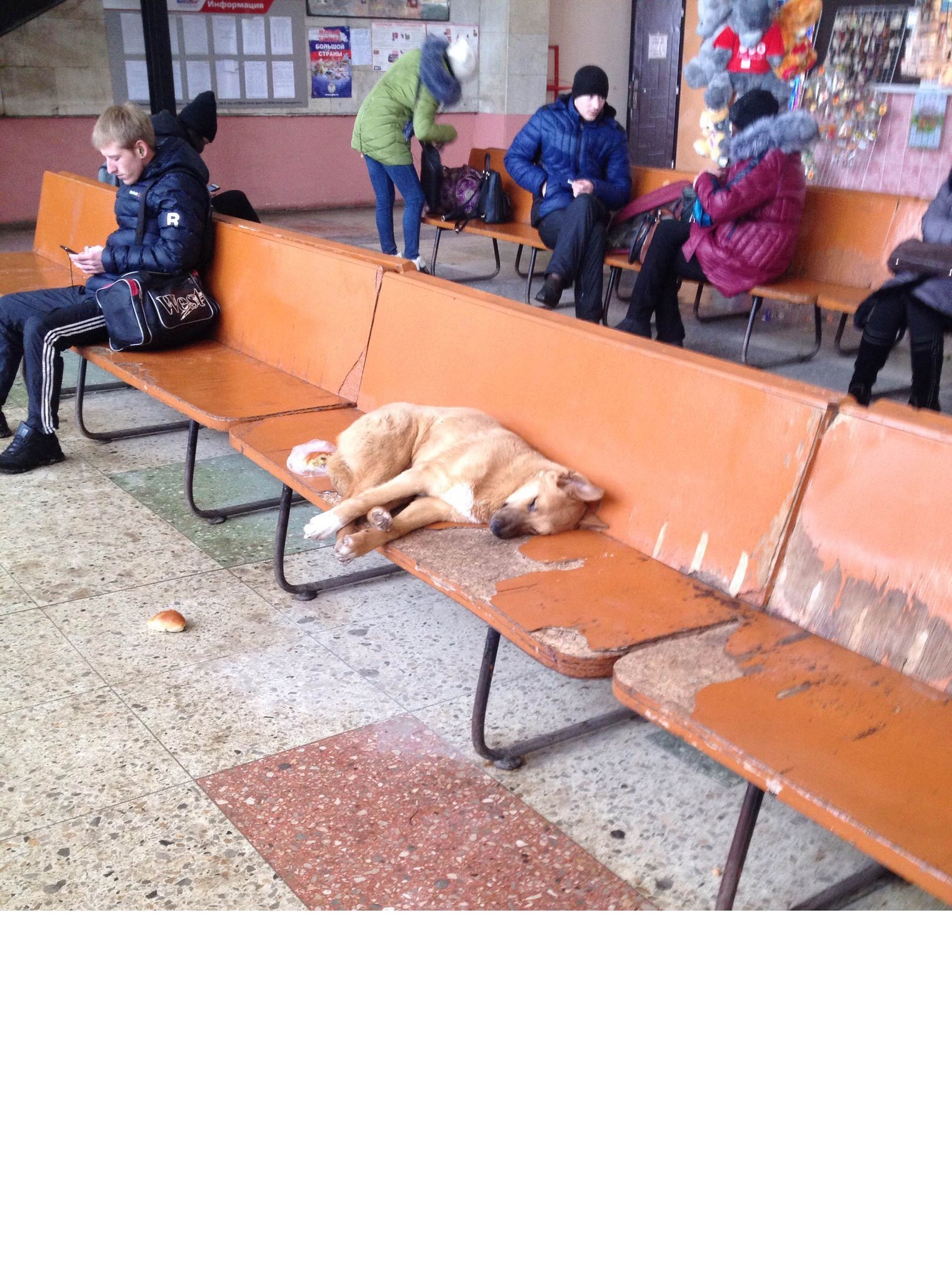 bus station dog - My, Dog, Tambov, 