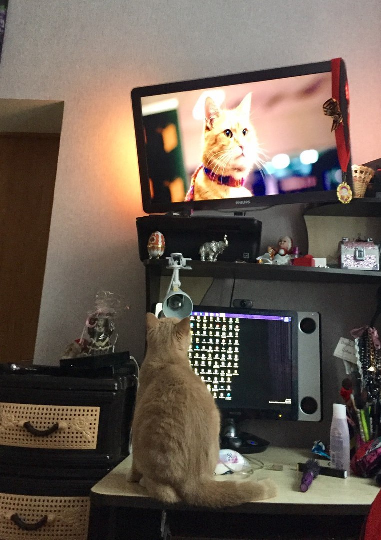 Most Loyal Viewer - My, Street cat named Bob, cat, Movies