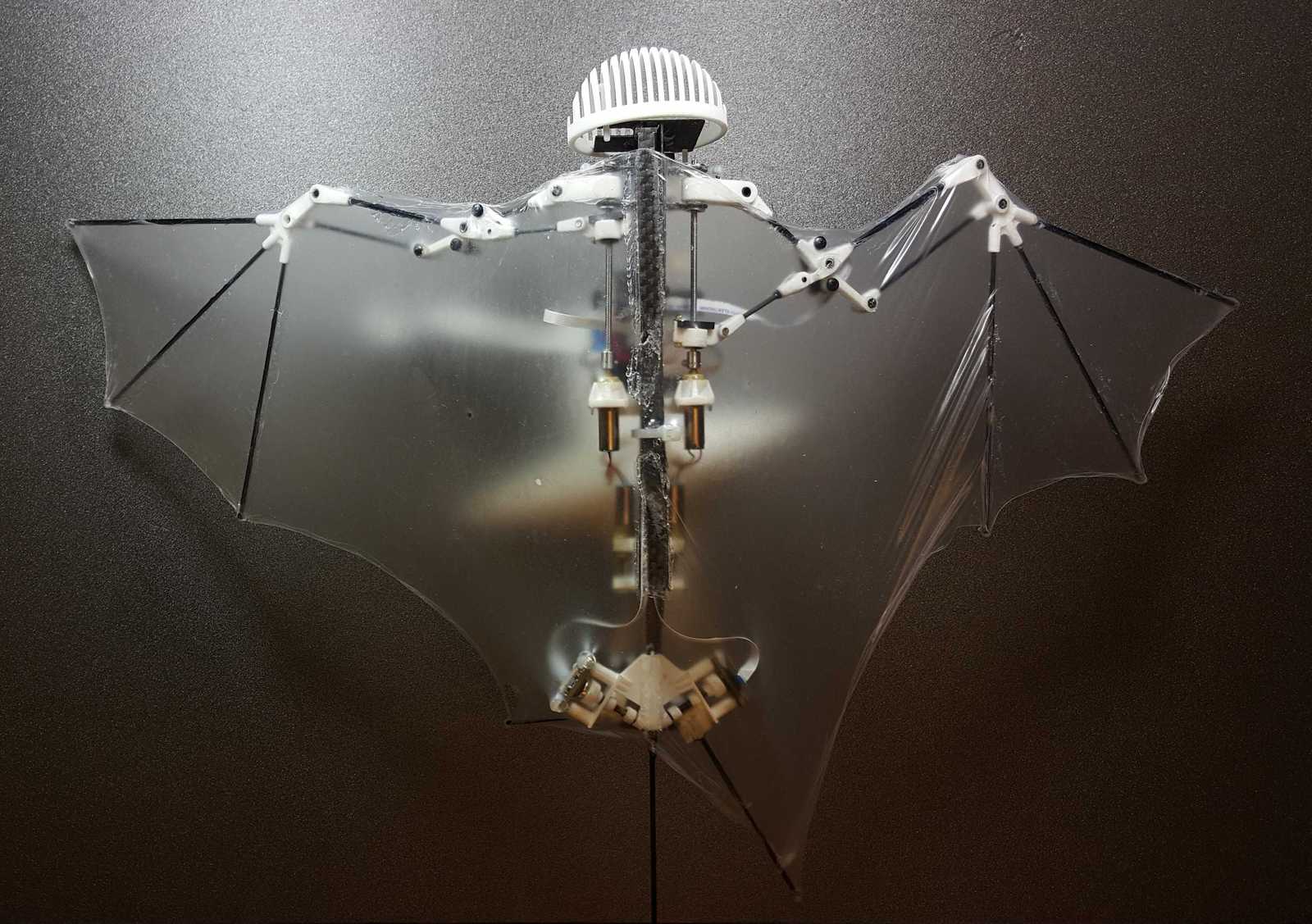 Scientists have made a robot bat - The science, Robot, Bat, Video, Longpost