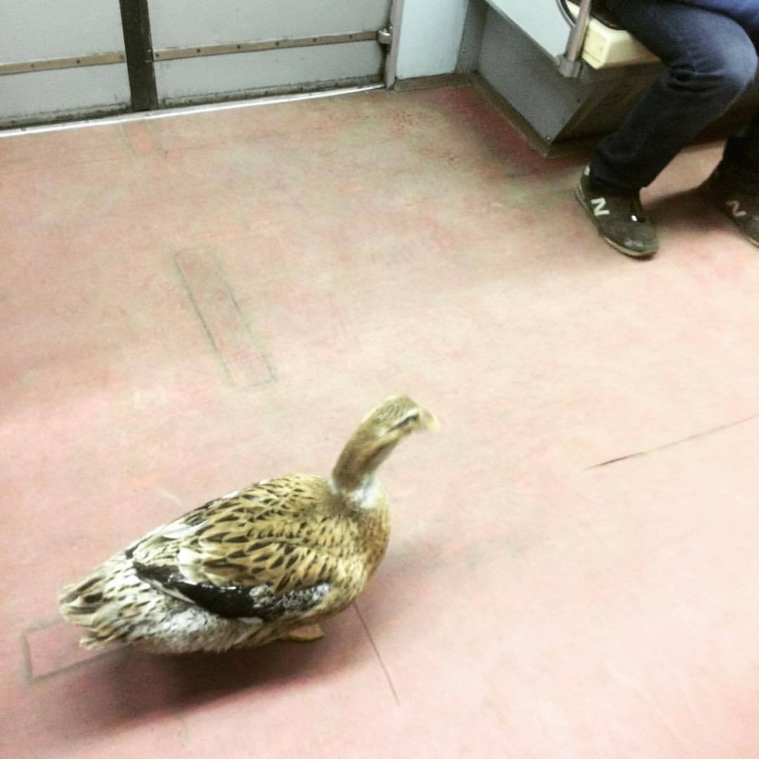 The duck is going home after a day's work. - Duck, Metro, Saint Petersburg