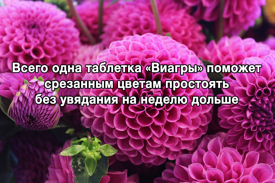 Маленький лайфхак в преддверии 8 марта - Цветы, Виагра, Лайфхак, Юмор