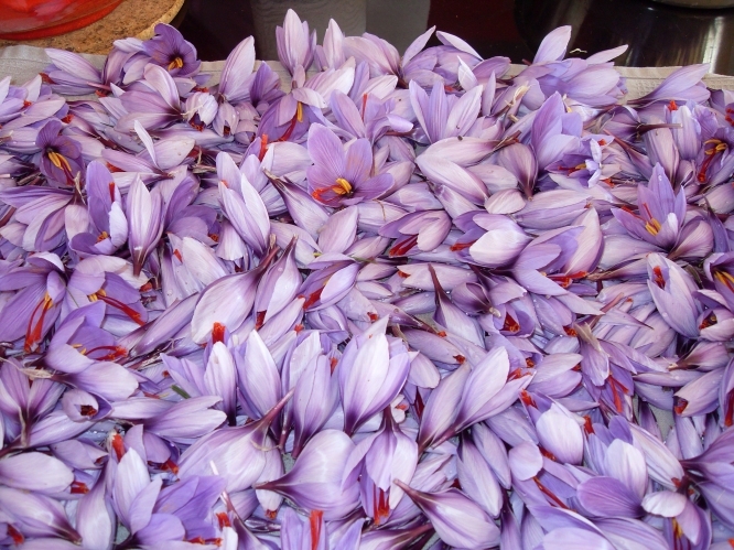 The most expensive spice in the world - saffron - Saffron, Crocus