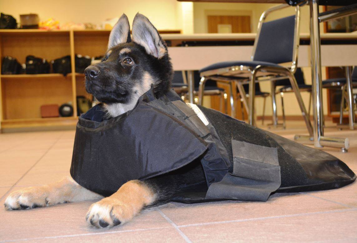 Police dog. - Dog, Animals, US police, , Longpost