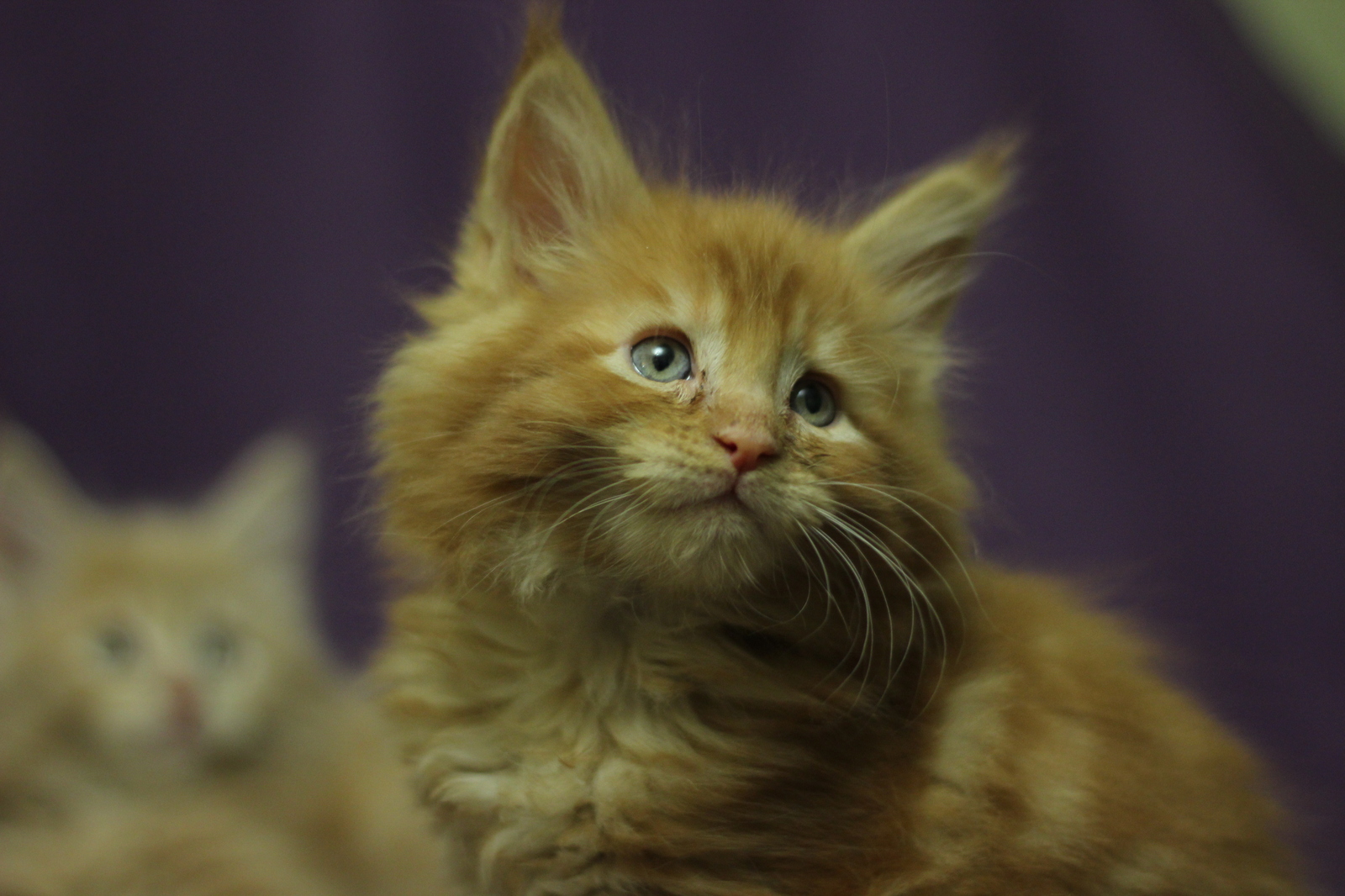 Maine Coons in your feed - My, cat, Maine Coon, The photo, Longpost