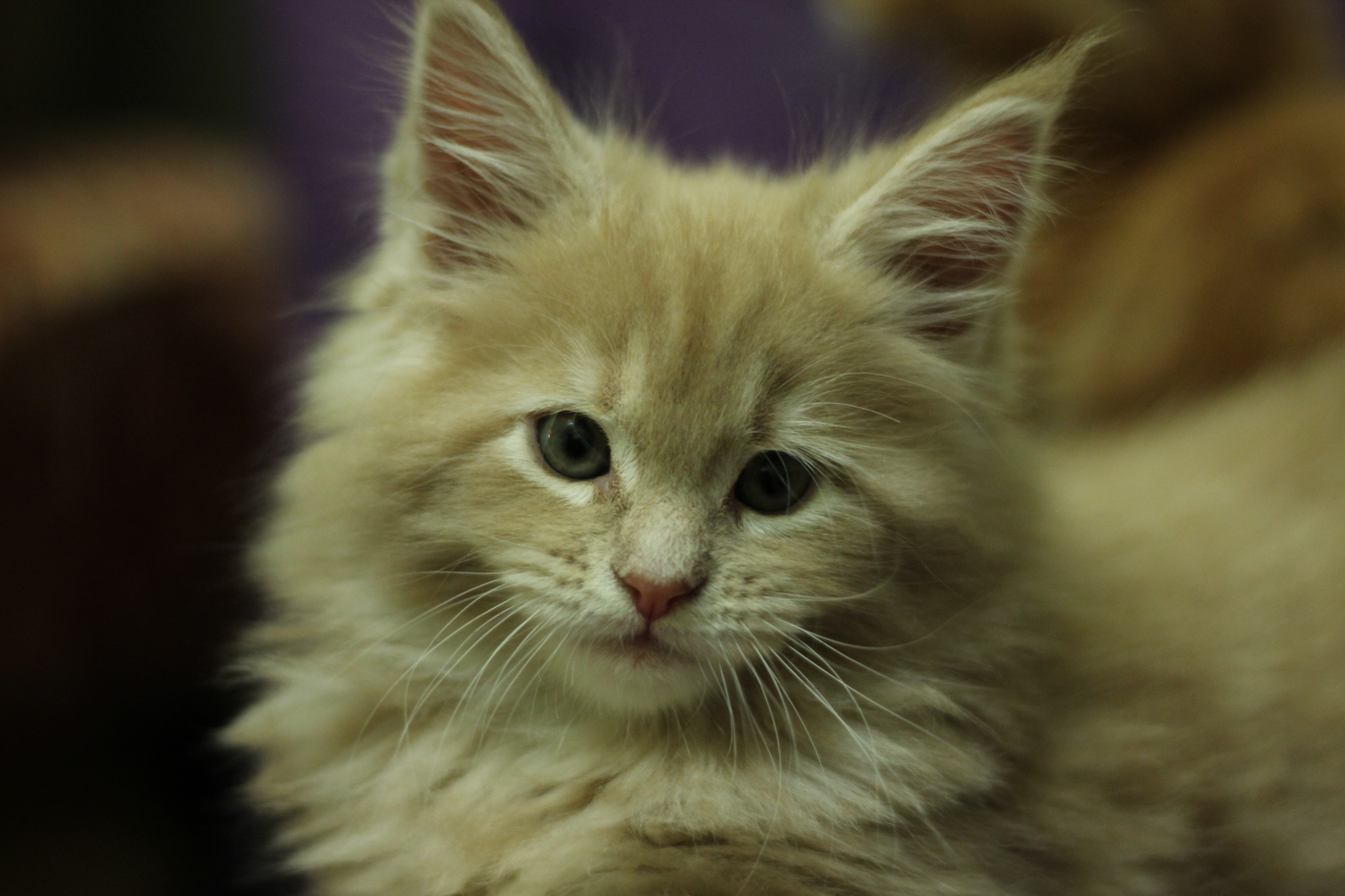 Maine Coons in your feed - My, cat, Maine Coon, The photo, Longpost