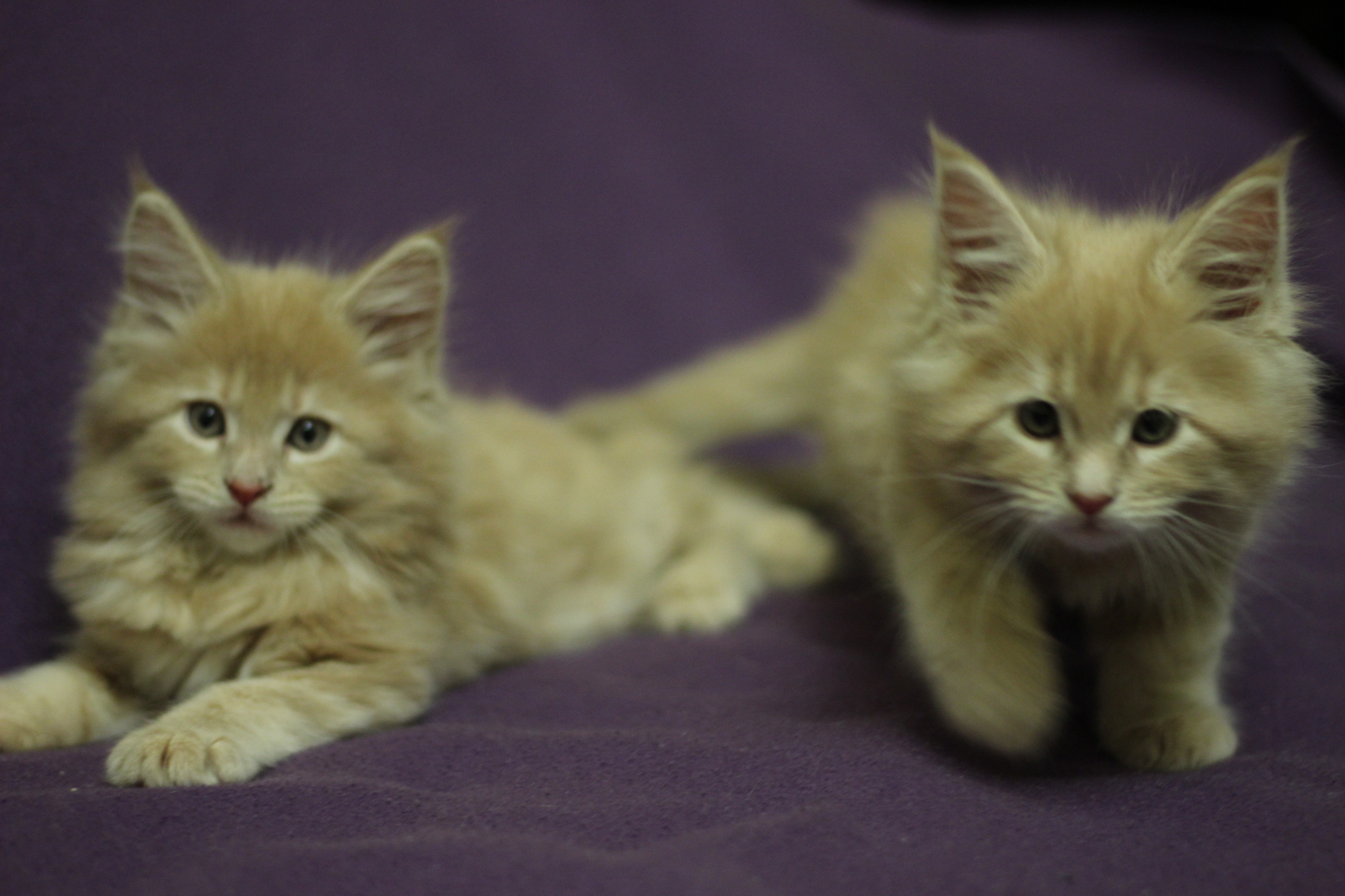 Maine Coons in your feed - My, cat, Maine Coon, The photo, Longpost