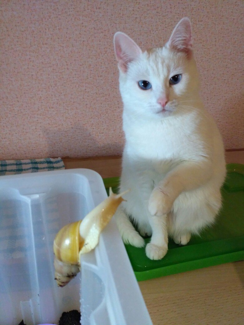 Well, how to understand it? - My, Turkish angora, Albino, Achatina, cat